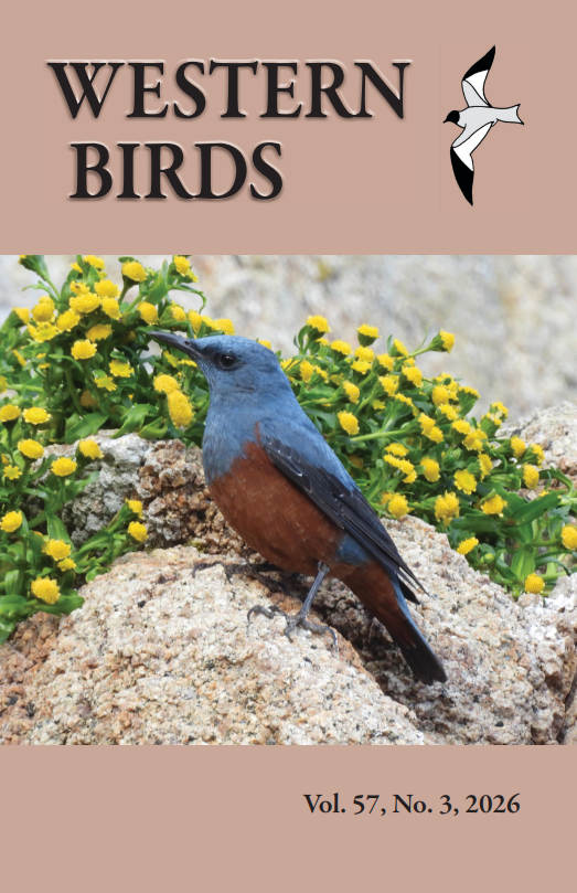 Front cover photo by © Jason W. Talbott of Placerville, California: Blue Rock-thrush (Monticola solitarius philippensis), Southeast Farallon Island, California, 25 April 2024, representing the first record of this Asian species for California and the third for North America. Highly migratory, this subspecies of the Blue Rock-thrush breeds north to Sakhalin and the southern Kuril Islands and winters south to Indonesia. This and five other additions bring California’s state list to 691 species, as summarized in this issue’s report of the California Bird Records Committee.